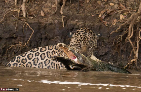 عکس: حمله برق‌آسای پلنگ به تمساح