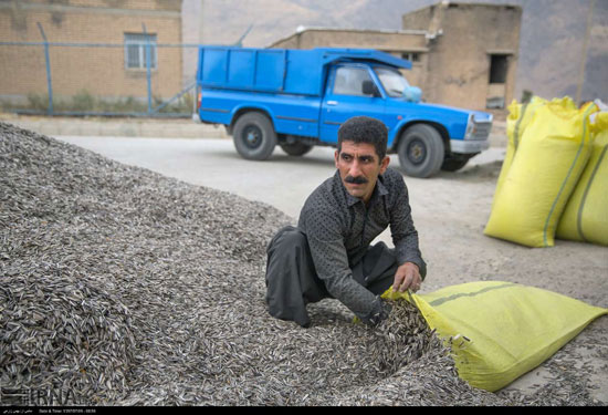 برداشت و خشک کردن تخمه در روستای «چمه»