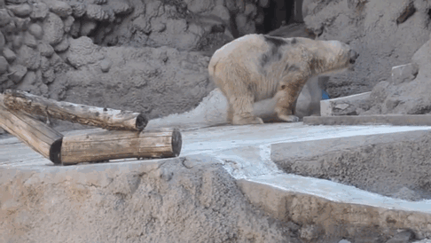 غمگین ترین خرس قطبی جهان درگذشت