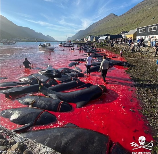 دریای خون؛ کشتار بی‌رحمانه نهنگ‌ها
