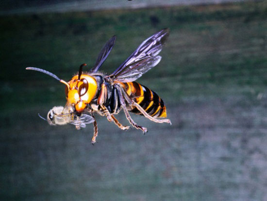موجودات عجیب: زنبور عظیم الجثه +عکس