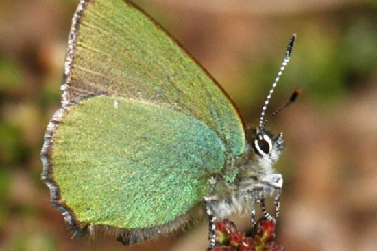 بال پروانه، الهام بخش دانشمندان