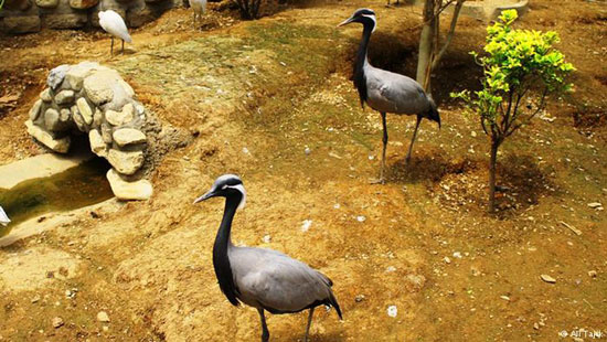عکس: گشتی در بزرگترین باغ پرندگان ایران