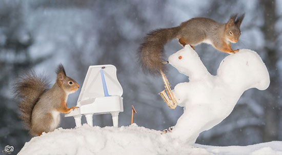 سنجاب‌ های نوازنده! +عکس