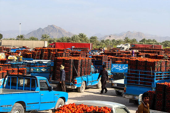 عکس: اینجا گوجه فرنگی کیلویی 100 تومان!