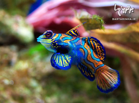 زیباترین گونه های ماهی در جهان +عکس