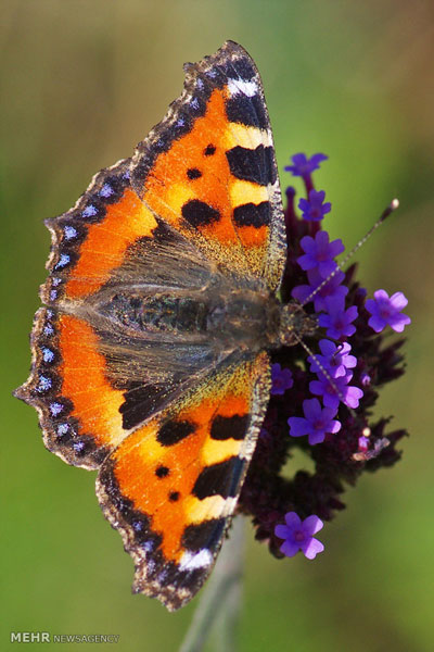 عکس: دنیای رنگارنگ و زیبای پروانه ها