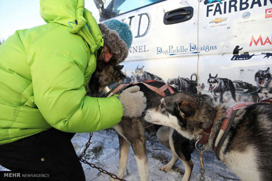 مسابقه سگ های سورتمه در آلاسکا‎
