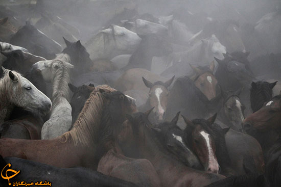 مراسم 400 ساله اسب‌‎های وحشی +عکس
