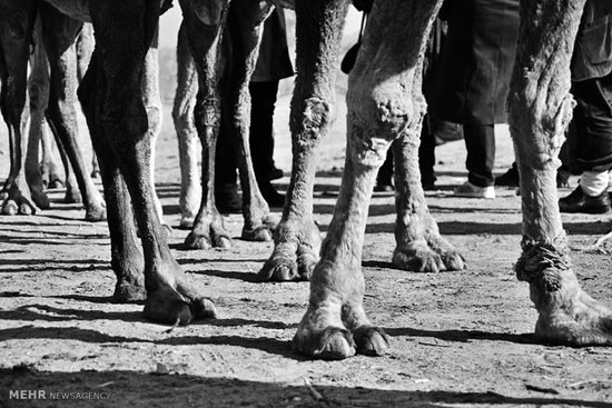 شترهای روستای مصر +عکس