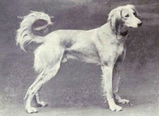 چگونگی تکامل سگ ها در طی 100 سال