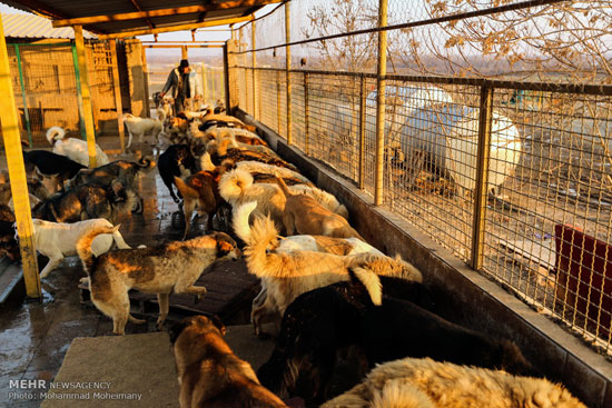 عکس: پناهگاه حیوانات وفا