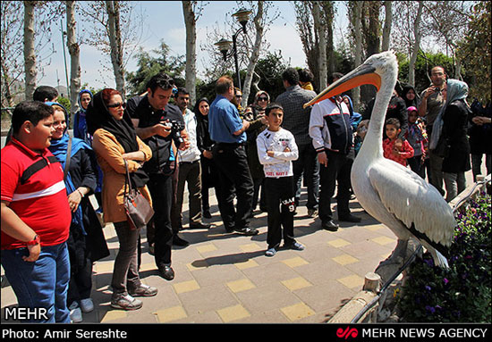 تصاویری از جشنواره لاله ها در کرج