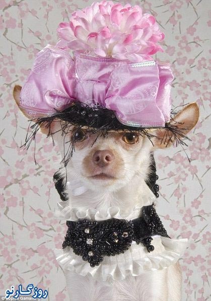 عکس: لباسهای گرانقیمت سگهای پولدارها