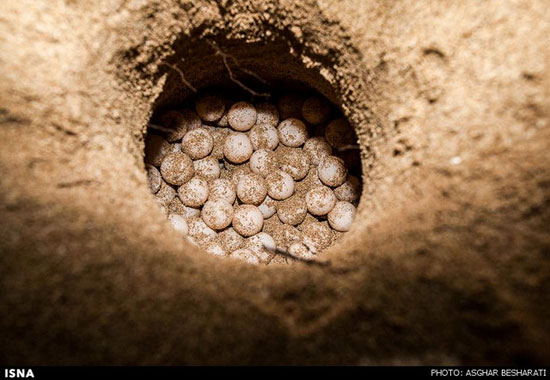 تصاویر: تخم‌گذاری لاک‌پشت‌ها در قشم