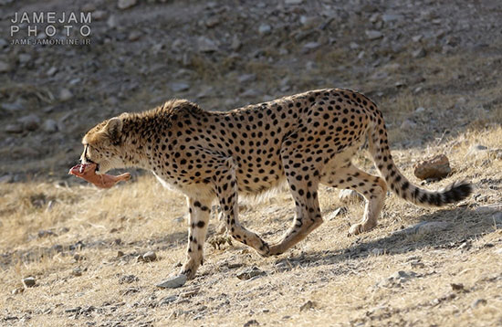 یوزپلنگ ایرانی در کویر گرمسار