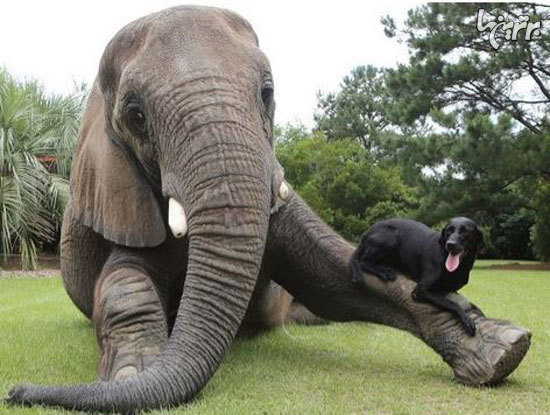 دوستی های زیبا و عجیب بین حیوانات