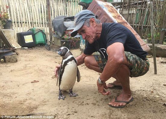 پنگوئن معروف باز به دیدار رفیقش رفت!