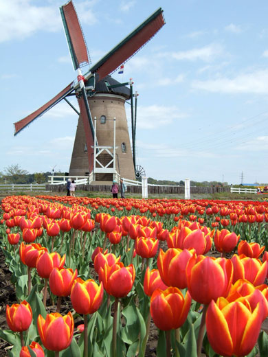 هلند، سرزمین آسیاب های بادی و گل لاله