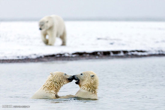 بازی دو بچه خرس قطبی‎