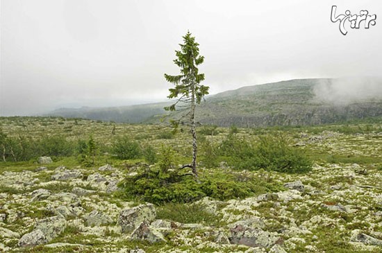 کشف قدیمی ترین درخت جهان در سوئد