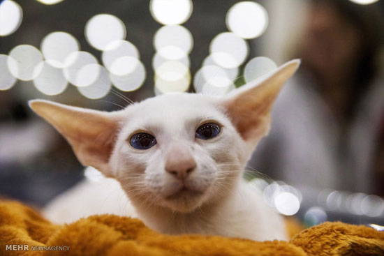 نمایشگاه زیبایی گربه ها در مسکو‎