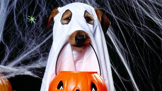 سگ ها هم هالووین دارند!