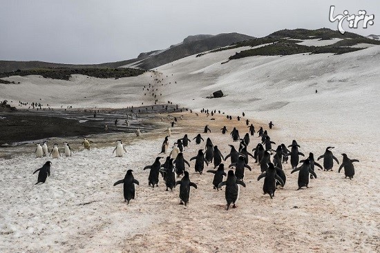 تاثیر تغییرات آب و هوا روی پنگوئن های قطب جنوب