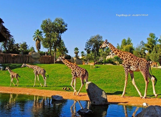 باغ وحش استثنایی در والنسیا +عکس
