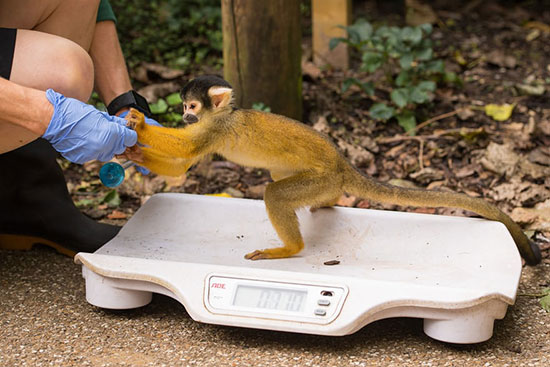 وزن‌کشی حیوانات در باغ وحش لندن