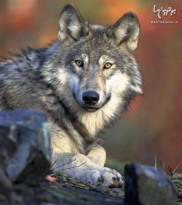 تصاویر بسیار زیبا از دنیای گرگ ها