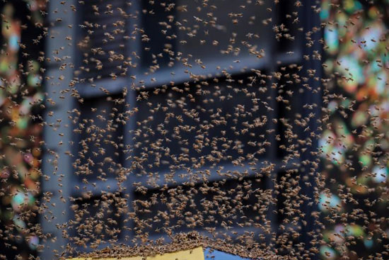 حمله ۴۰ هزار زنبور به میدان تایمز نیویورک