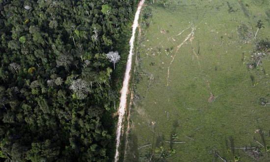 تصاویری وحشتناک از تخریب جنگل ها