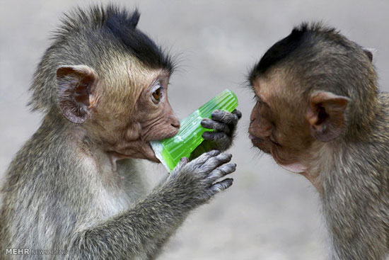 روز خوشگذرانی میمون ها! +عکس