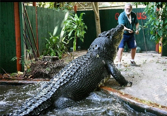 زندگی با بزرگترین تمساح جهان +عکس