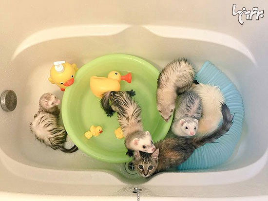 یک بچه گربه و 6 برادرِ غیرعادی اش! +عکس