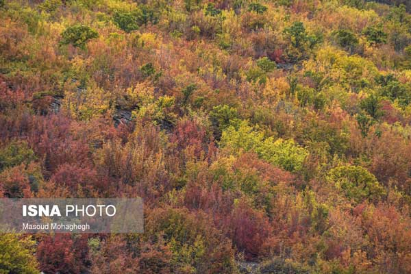 ایران زیباست؛ رنگ آمیزی پاییز در «پرور»