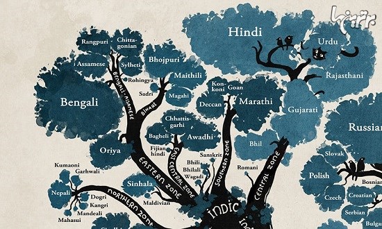 این درخت ارتباط زبان‌های مختلف را نشان می‌دهد