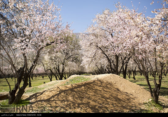 شکوفه‌های درختان در فصل سرما