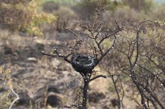 آتش‌سوزی و فرار وحوش از پارک ملی گلستان