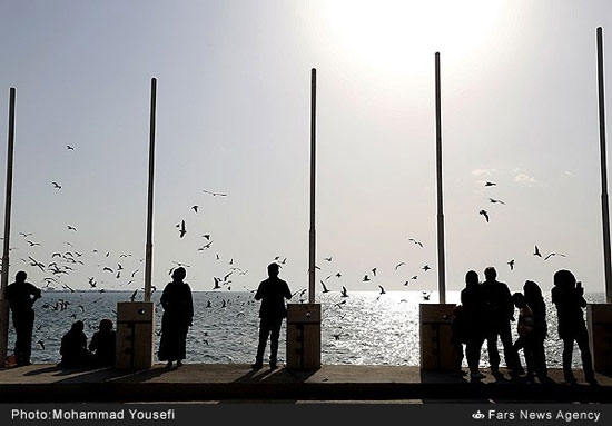 رسم جالب مردم بوشهر به کام مرغان دریایی