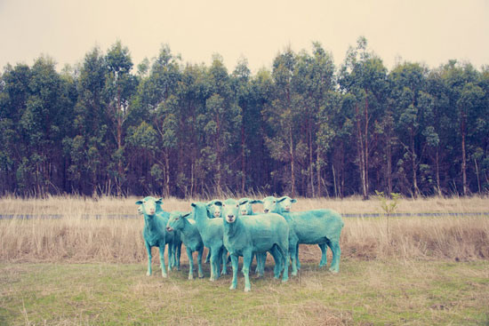 گوسفند‌های آب‌ نبات رنگی! +عکس