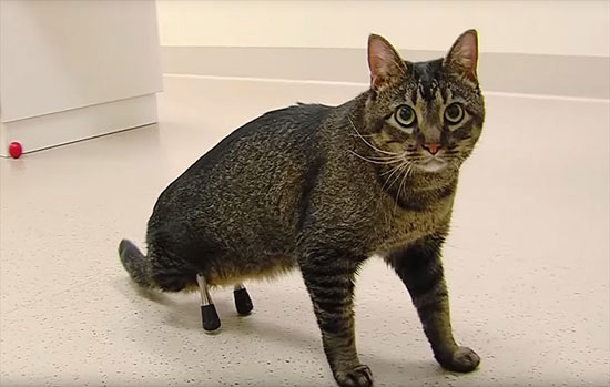 نجات گربه با تکنولوژی پرینت سه‌بعدی!