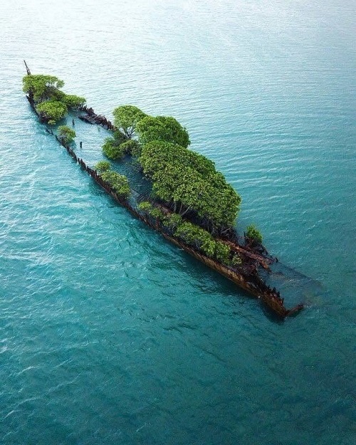 رویش درخت روی کشتی غرق‌شده