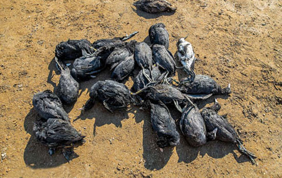مرگ پرنده‌های میانکاله؛ مرور یک تراژدی