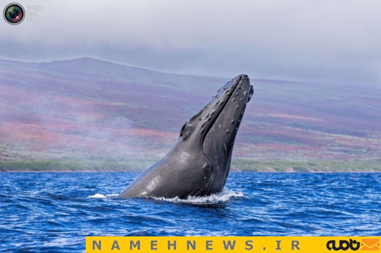 عکس: لحظه‌ ای نادر از پرش هم زمان دو نهنگ