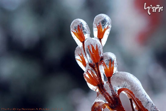 زیبایی های یخ زده +عکس