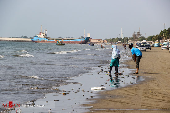 مرگ صد‌ها عروس دریایی در ساحل بندر عباس