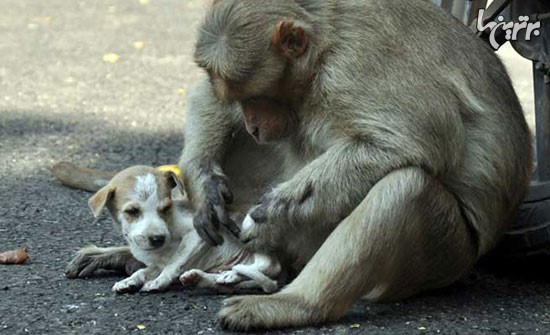 میمونی که مادرخوانده یک سگ شد! +عکس
