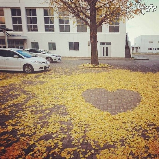 هنرنمایی ژاپنی ها با برگ های پاییزی